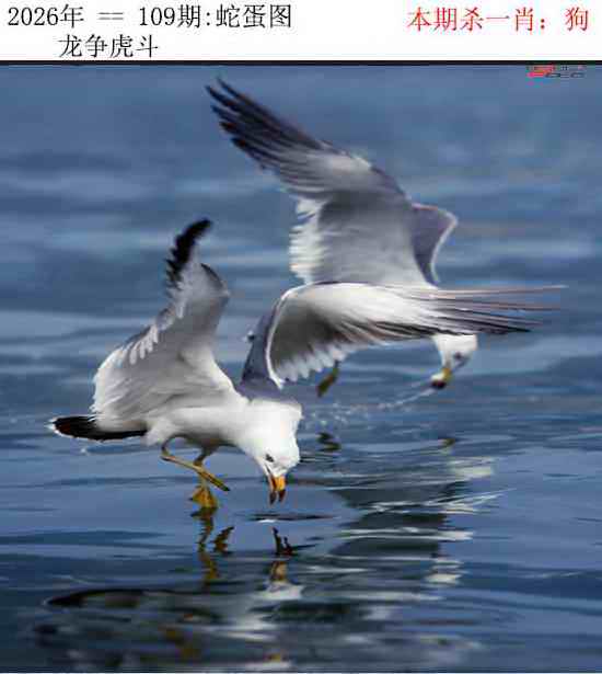 正版蛇蛋图 第109期