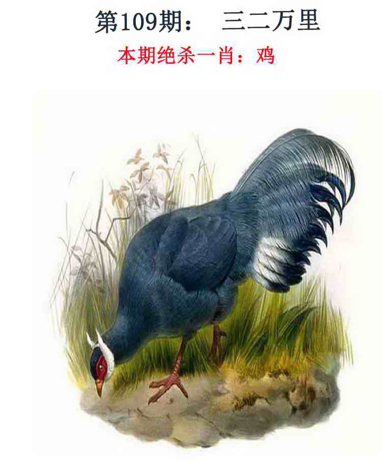 金钱豹自有真功夫 第109期